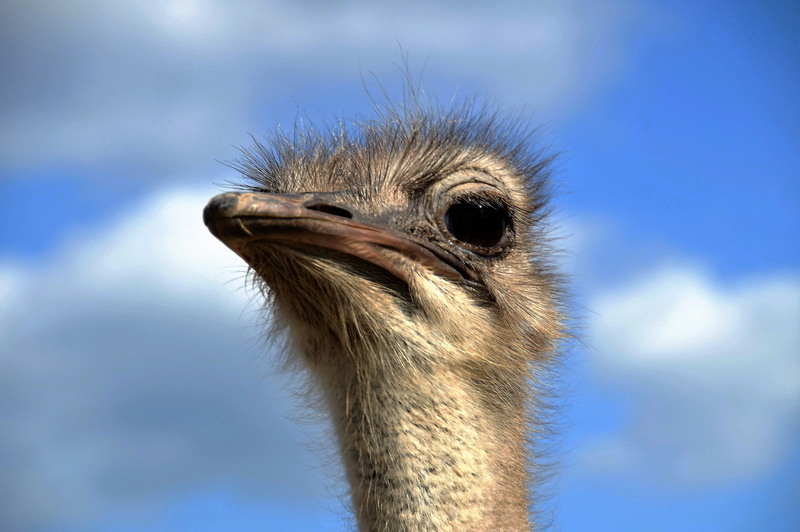beak, stupid, animals in the wild, animal eye, animal head, close-up, day, focus on foreground, no people, head, fluff, the ostrich, animal themes, bird