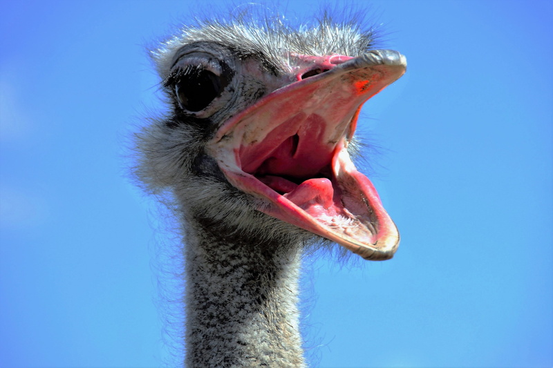 ostrich head, portrait, blue background, calls, stupid, the ostrich, animal eye, close, mouth open, vertebrate, no people, animal wildlife, the opened beak