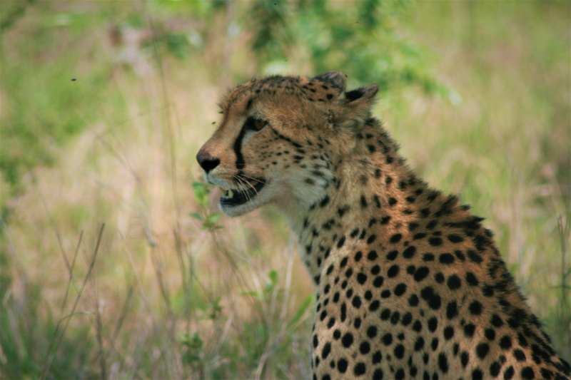 animal head, safari, day, no people, animals in the wild, one animal, animal themes, cheetah, land, sitting, outdoors, hyena, nature, leopard, big cat