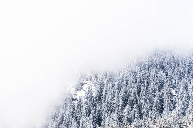 wallpapers, pine, abies, non-urban scene, cold temperature, pine tree, pine woodland, coniferous tree, beauty in nature, fogs, plant, pinaceae, switzerland