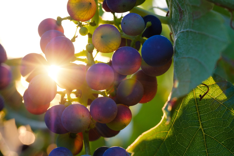 no people, day, grapes, fruit, food and drink, agriculture, nature, rebstock, wine, bunch, purple, ripe, sunlight, winemaking, leaf, vineyard, beauty in nature