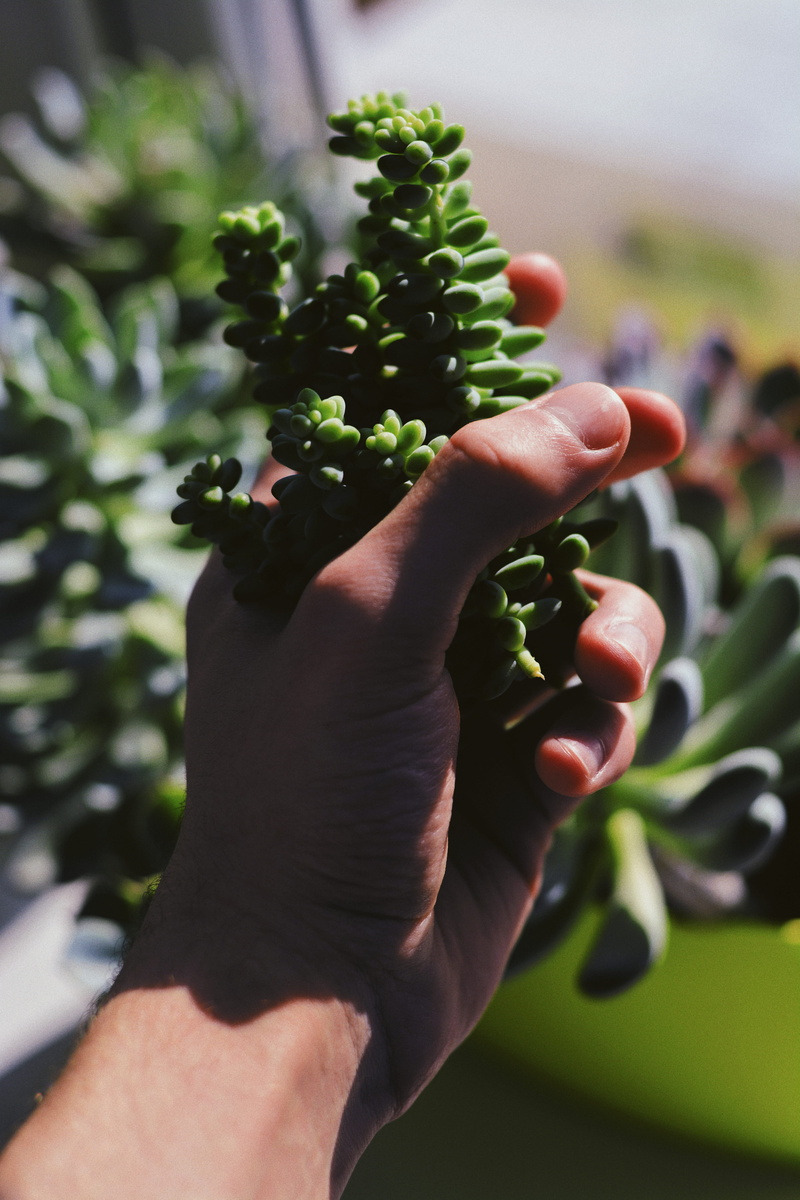 flora, one person, day, healthy eating, sun, human hand, shadow, bokeh, focus on foreground, real people, outdoors, sunset, florist, plant, freshness
