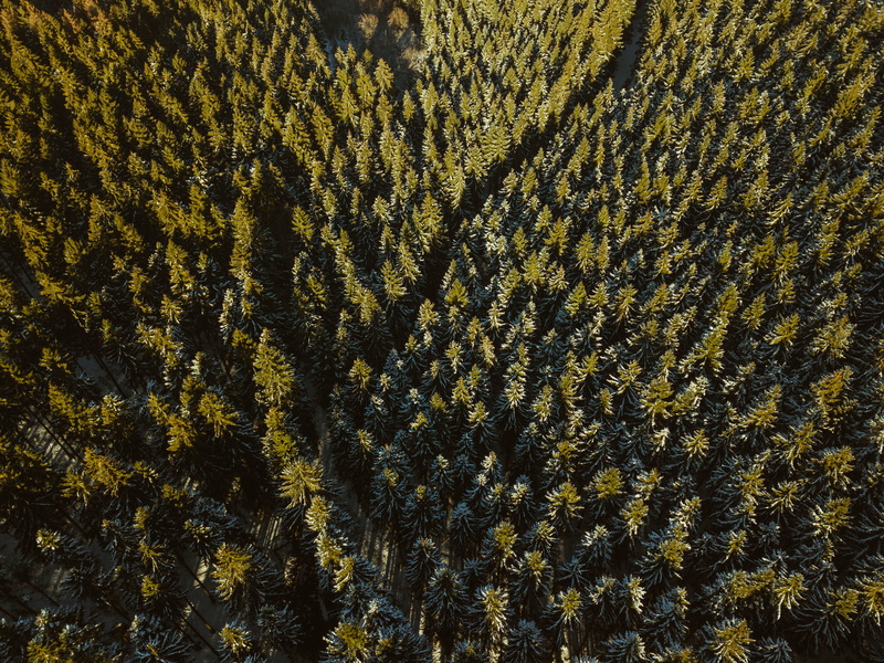 scenics - nature, conifer, beauty in nature, moody, hd, full frame, drone, fir, 2K, outdoors, cool backgrounds, tranquil scene, dji, spruce