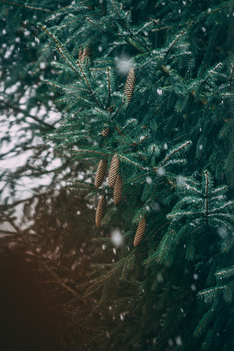green, close-up, leafed, fish, pine tree, plant part, snow, pine cone, abies, pinaceae, no people, needle - plant part, coniferous tree, spruce, cool backgrounds