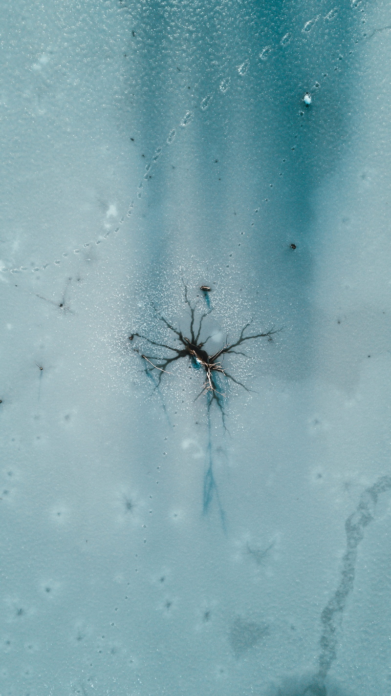 cool backgrounds, 4K, arachnid, outdoors, water, animal themes, one animal, fragility, computer backgrounds, day, backgrounds, winter, arthropod, tree