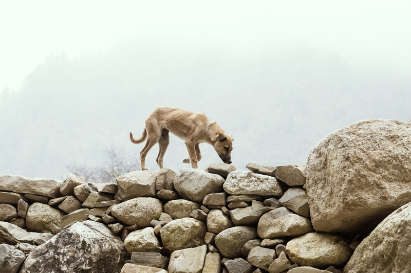 ground, animal themes, path, stones, fog, day, canine, outdoors, rubble, aquatic, one animal, scoreboard, walkway, pet, domestic animals, slate, bread
