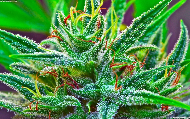 420, marijuana, 1080P, weed, cannabis