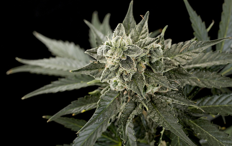 420, marijuana, weed, cannabis, 4K
