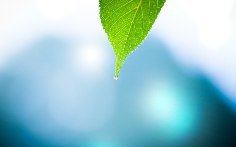 blue, 1080P, bokeh, macro, plants, green, photography, water drops, nature, leaves
