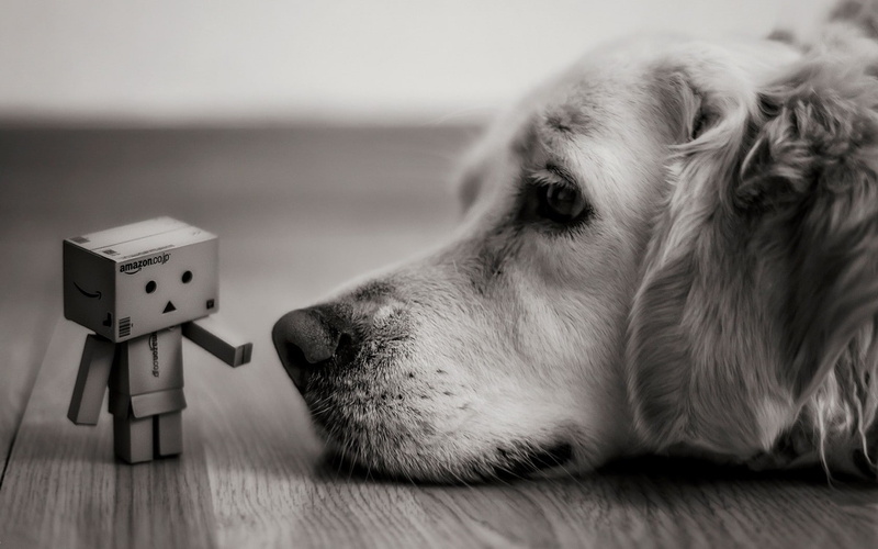 macro, depth of field, 720P, dog, photography, danbo, depth, field, blurred