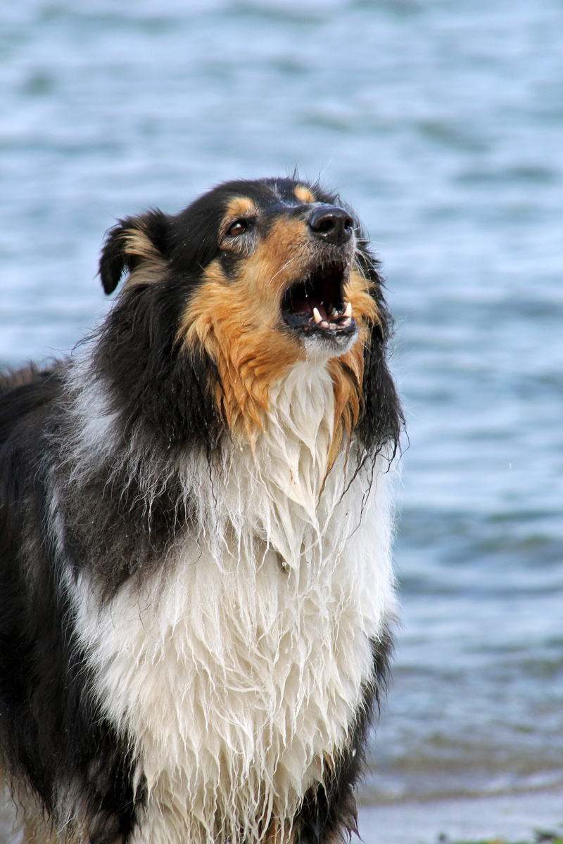 canine, domestic animals, playful, animal themes, collie, head, animal mouth, animal, face, looking, focus on foreground, hair, happy, purebred dog, friend