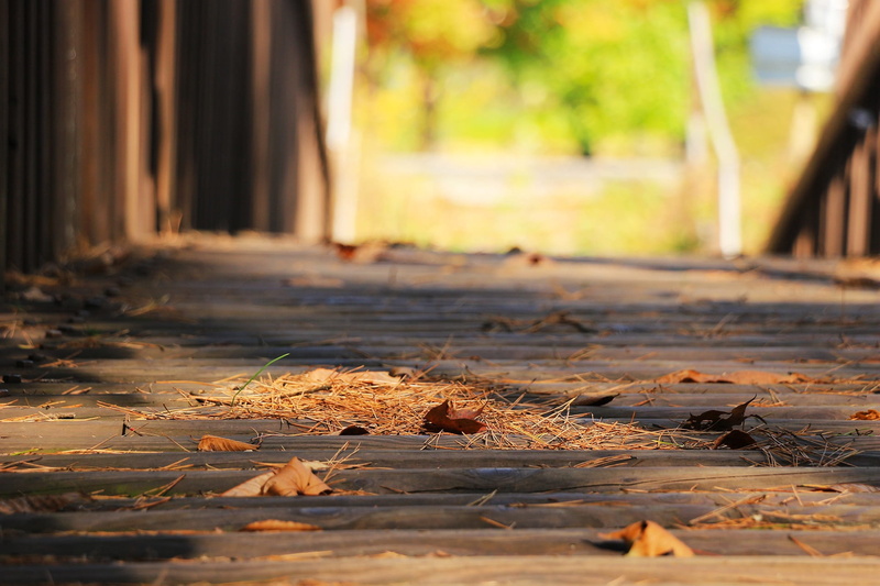 tranquility, selective focus, on the floor, footpath, wood - Material, bridge, the leaves, autumn leaves, dry, dried, 1080P, plant, surface level, autumn