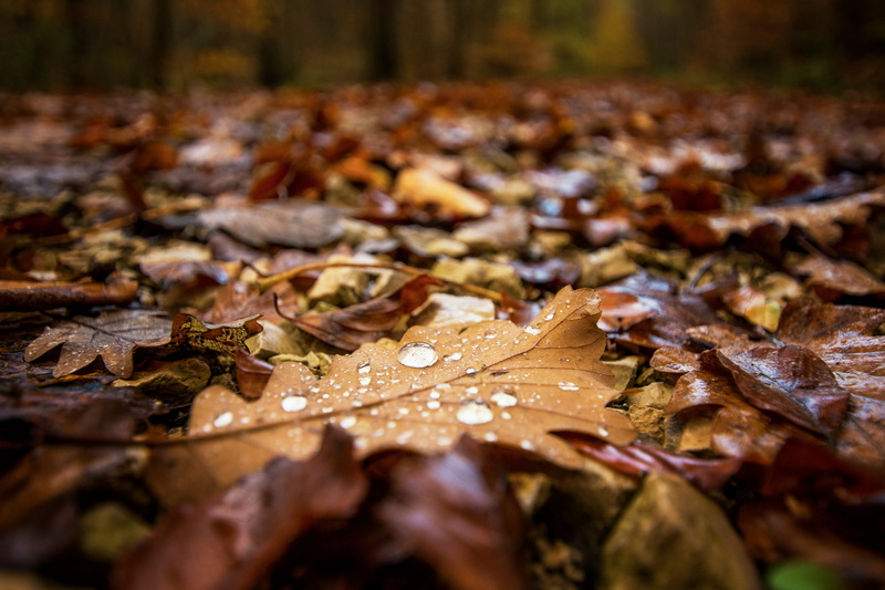 close-up, plant, brown, leaf, nature, selective focus, drop, woodland, 5K, forest, photography, dried, rain, selective, plant part, maple leaf, outdoors