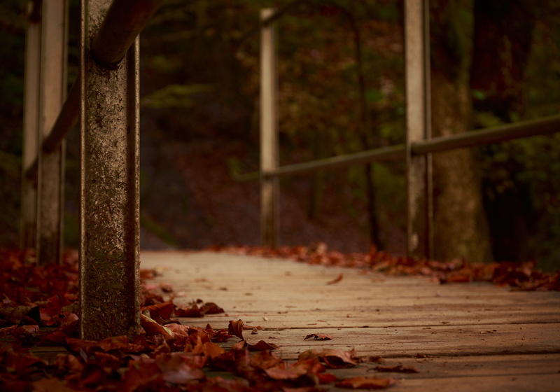 focus on foreground, brown, tree, leaves, plant, steel, focus, remote, day, brigde, land, tranquility, photography, selective, gray, wood - material, autumn