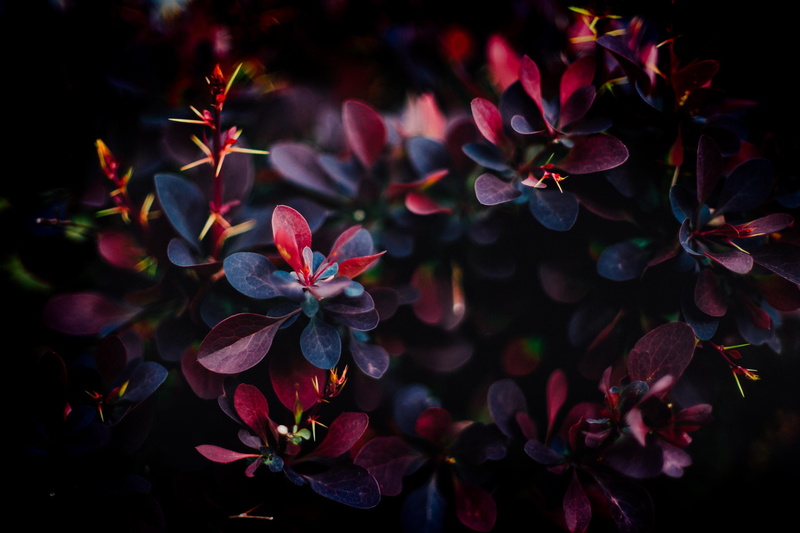 pattern, 2K, flowerbed, purple, fragility, black, bunch of flowers, pink color, bush, vulnerability, beauty in nature, flowering plant, flower head, growth