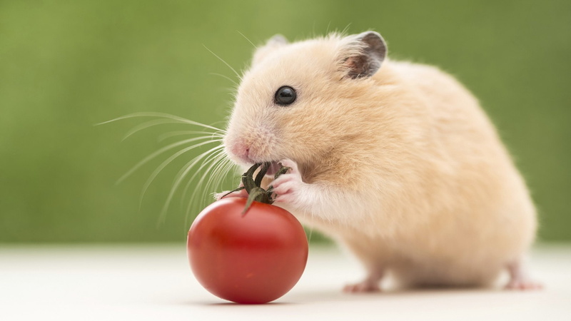 Roedor, cute, domestic animals, vertebrate, food, indoors, studio shot, one animal, animal wildlife, whisker, 1080P, close-up, mammal, Hamster, animal