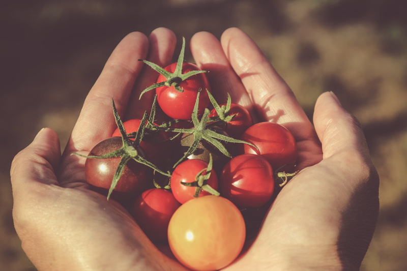 hand, healthy eating, gift, 5K, s, food, tomato, photography, red, tomatoes, vegetable, one person, crop, person, nature, finger, bunch, palms, filtered