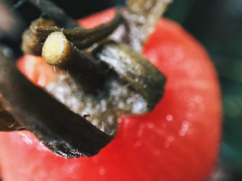 tasty, nature, plant, selective focus, macro, green, food and drink, awesome, red, outdoors, focus on foreground, vegan, freshness, tomat, lence, tomato