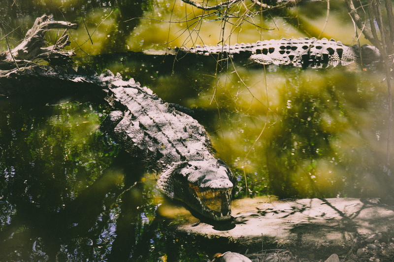 river, mouth, animal wildlife, rock, tree, close-up, shadow, lake, marsh, crocodile, boca de tomates, sunlight, solid, teeth, animals in the wild, nature