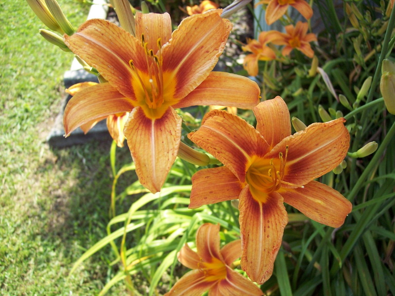 flowers, 1080P, great, good, something