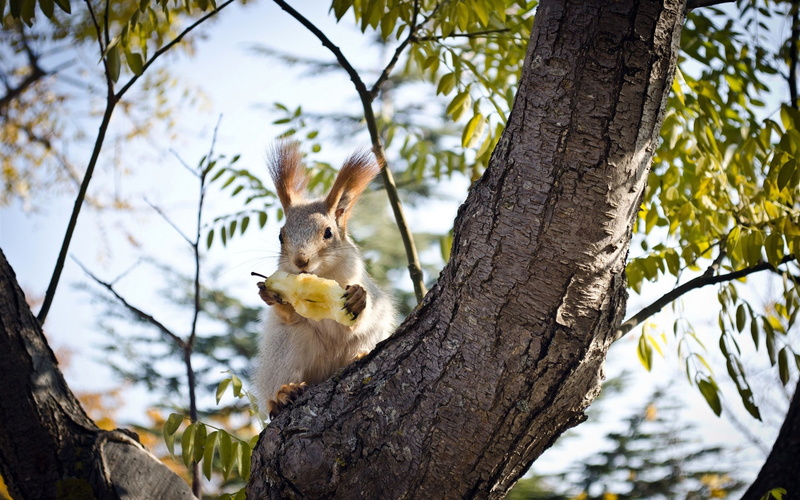 Squirrel, Apple, Eating, 1080P