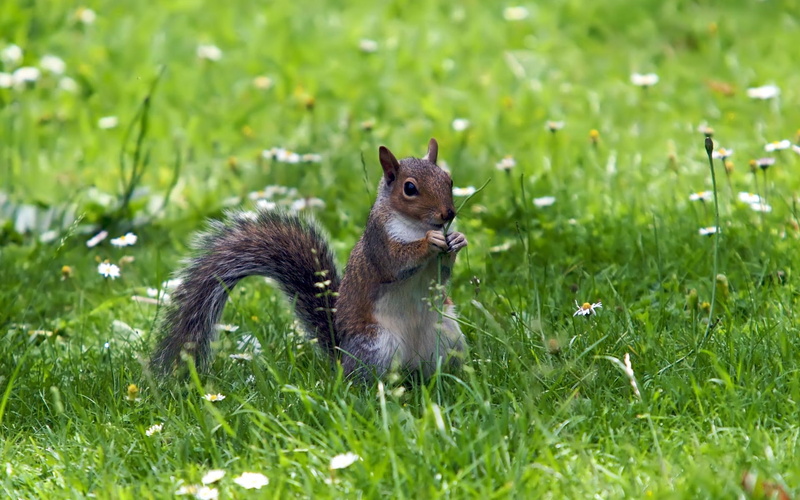 1080P, Flowers, Squirrel, Grass, Green, Eating