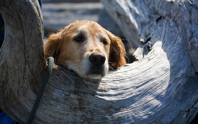 something, Looking, 1080P, Dog
