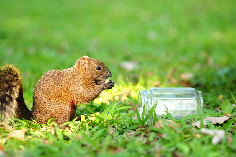 toy, sunshine, vertebrate, no people, field, taipei, taiwan, eat something, animal themes, mammal, animal wildlife, feed, small, day, daan forest park