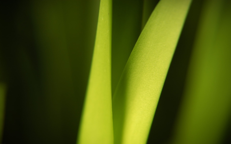 2K, plant, something alive, sheet