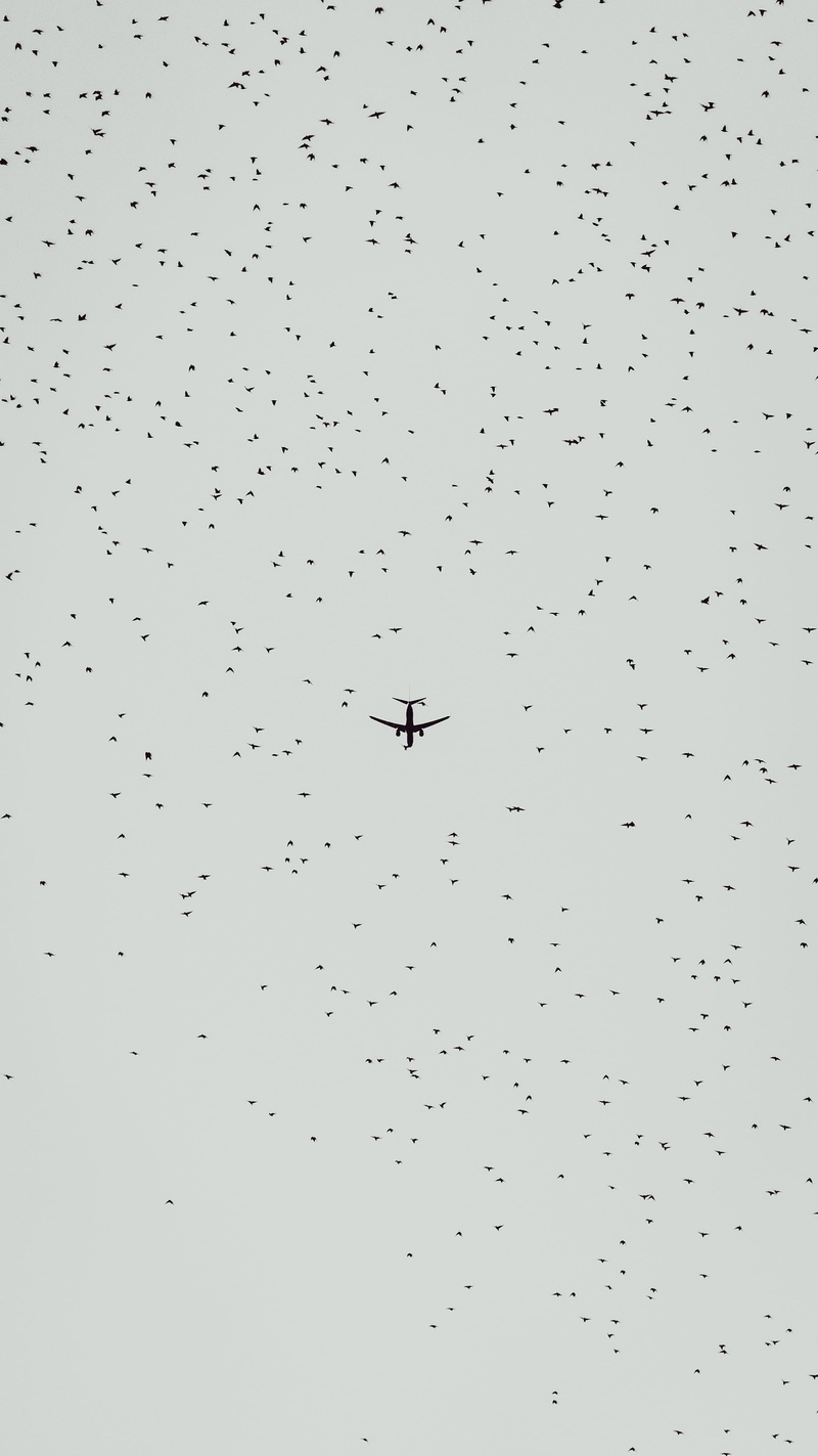 invertebrate, animal themes, travel, waterfront, no people, vehicle, italy, air vehicle, flock, role, airliner, 4K, airplane, motion, text, aircraft, plane