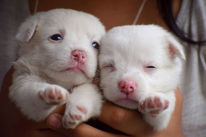 domestic animals, human body part, cute, animal, puppies, indoors, happiness, puppy, adorable, one animal, pet, doggy, human hand, rodent, domestic, canine