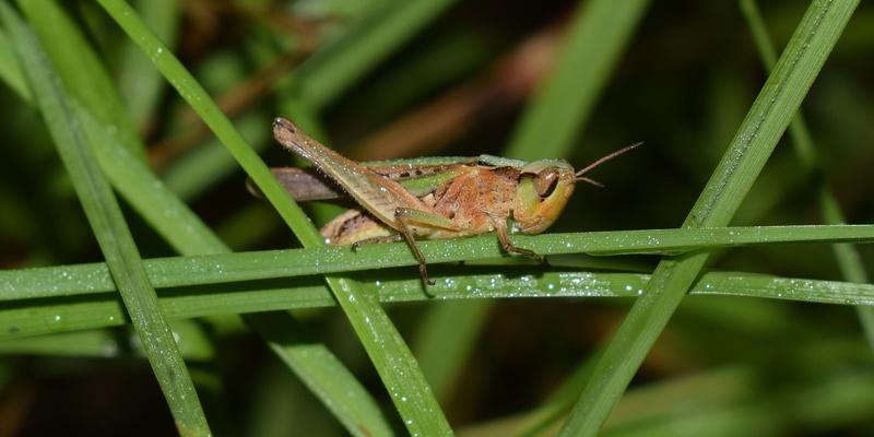 vertebrate, hopper, animal wildlife, mermiria bivittata, grass, nature, day, plant, arthropod, animal themes, close-up, one animal, insectoid, invertebrate