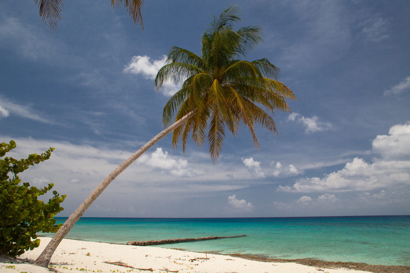 daytime, no people, shoreline, arecaceae, sea, plant, fruit, shore, ocean, beauty in nature, summer, land, scenics - nature, palm tree, food, tropical