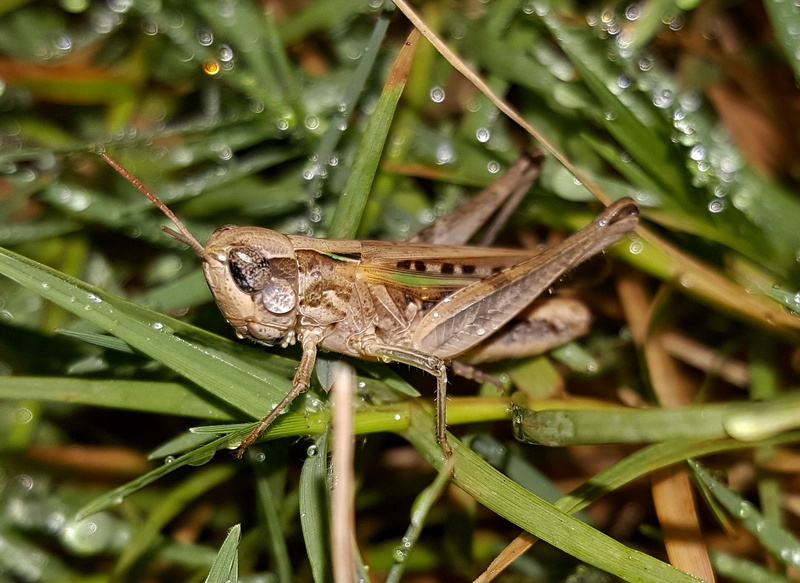 no people, bokeh, plant, animal themes, faced, green color, insect, rain, droplets, animal wildlife, day, water droplets, one animal, Slant, small, focus on foreground
