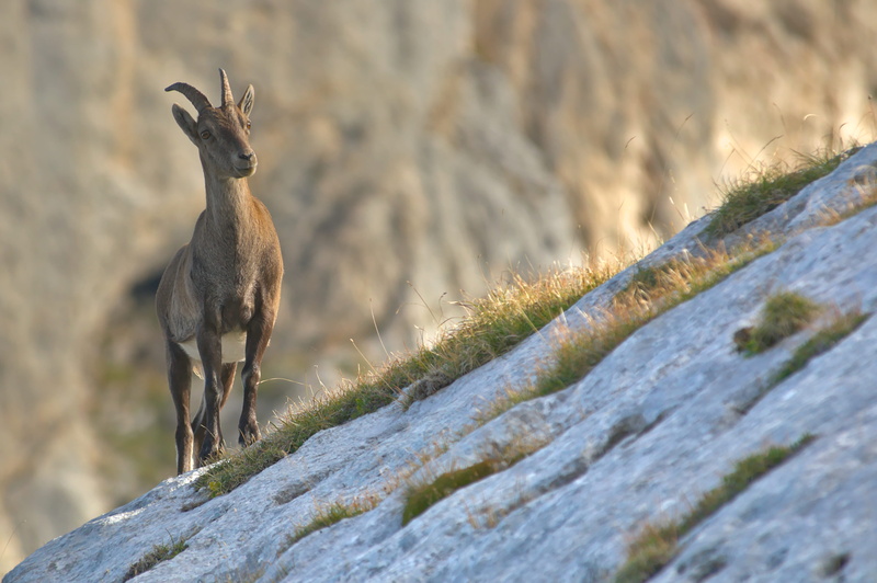 alpine ibex, brown, daytime, grey, plant, photography, animal, hillside, goat, cold temperature, outdoors, wildlife, horns, mammal, snow, rocks, standing