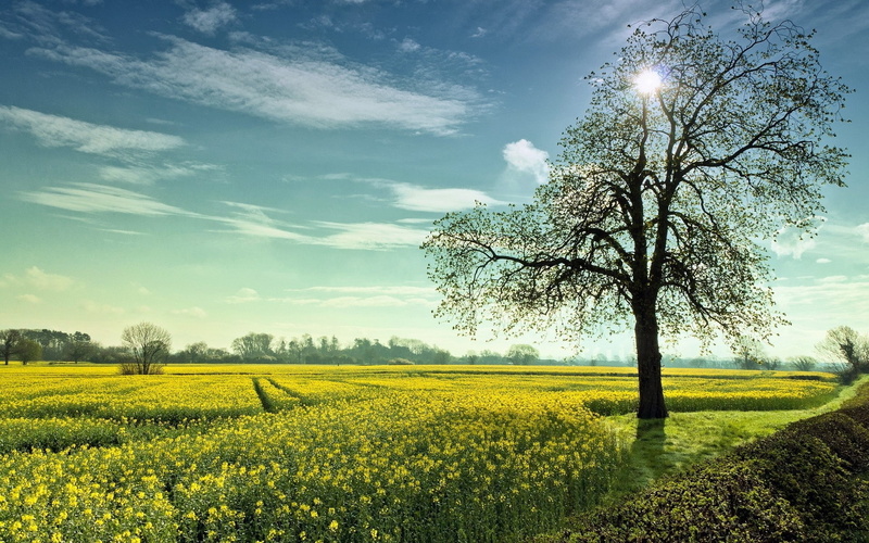 land, no people, growth, flower, Glade, yellow, Clouds, oilseed rape, Flowers, plant, outdoors, scenics - nature, cloud - sky, crop, tranquility, field