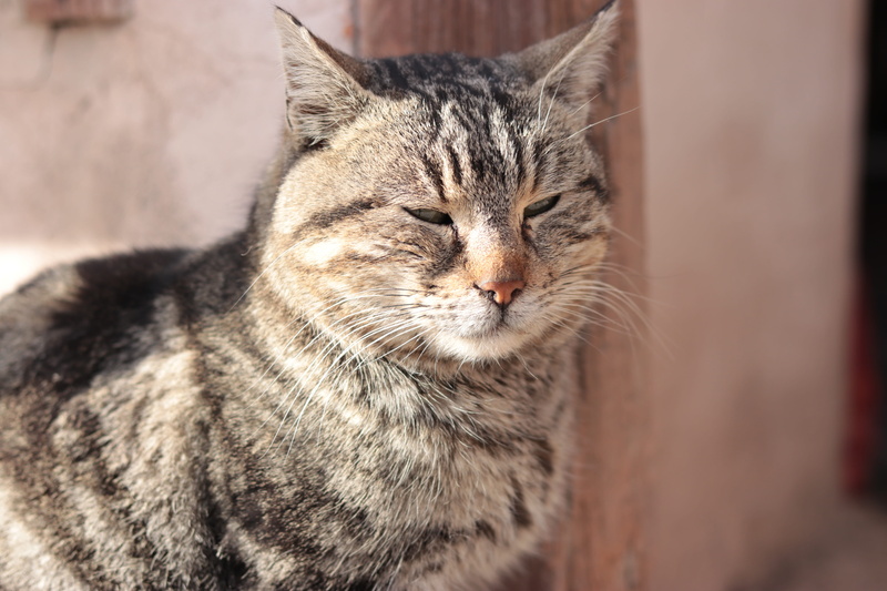 portrait, mammal, young, fur, staring, pet, close-up, nature, looking, grey, no people, sit, wildlife, eye, relaxation, day, domestic, animal, feline, cute