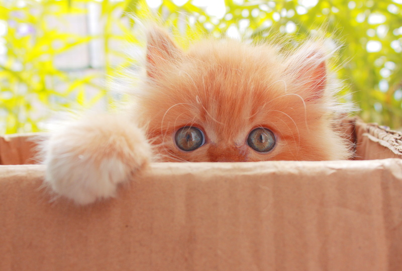looking, box - container, pets, pet, animal, whisker, funny, feline, young, animal eye, young animal, animal head, close-up, animal body part, vertebrate