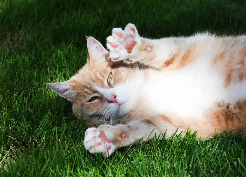 vertebrate, whiskers, green color, mammal, grass, paw, fur, domestic animals, domestic, animal themes, land, nature, cute, cat, one animal, orange, lying down