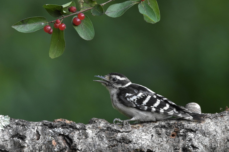 Wildlife, Woodpecker, Birds, Bird, 1080P, Downy Woodpecker