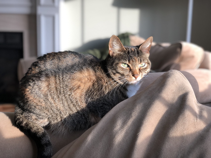 relaxation, textile, 4K, domestic, whisker, bed, furniture, sit, home interior, feline, tabby, eye, looking, animal, animal themes, mammal, lying down