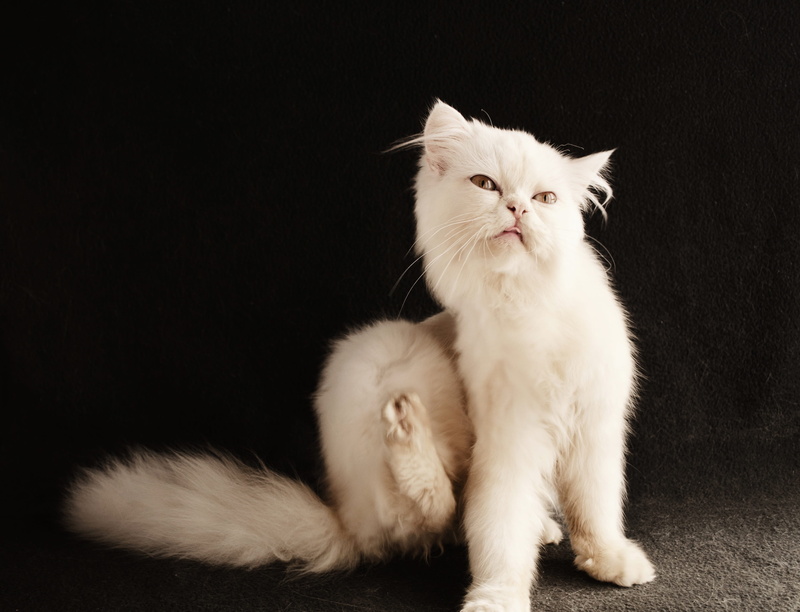 sit, black background, itch, portrait, funny, persian, vertebrate, fur, indoors, eye, no people, kitten, two animals, downy, animal family, group of animals