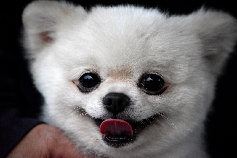 white, domestic, close-up, indoors, animal, vertebrate, domestic animals, chihuahua - dog, pet, pets, pomeranian, animal head, animal eye, fur, one animal