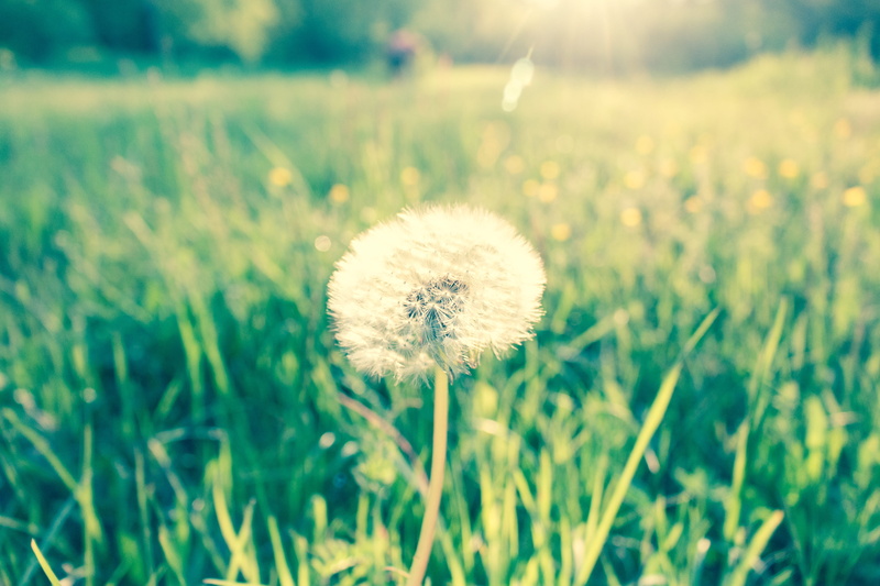 dandelion seed, spring, meadow, landscape, focus, close-up, day, delicate, nature, springtime, land, vulnerability, growth, softness, white color, flower head