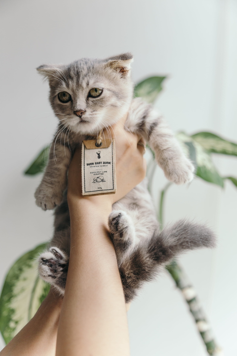 indoors, holding, 5K, domestic animals, fur, real people, gray, white, whisker, pet owner, pet, looking, whiskers, human hand, mammal, eyes, little, hand