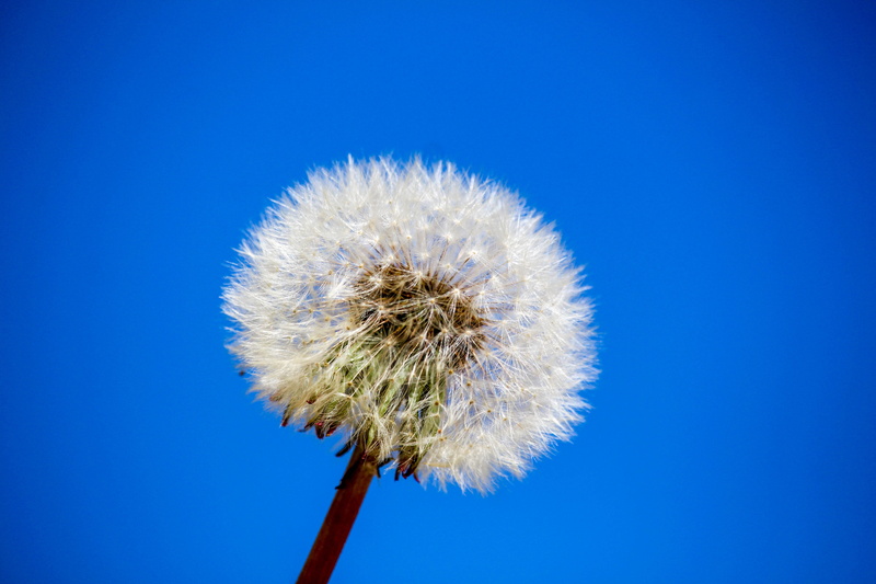 colored background, copy space, growth, inflorescence, downy, 5K, plant, vulnerability, dandelion seed, blue, beauty in nature, softness, flower, freshness