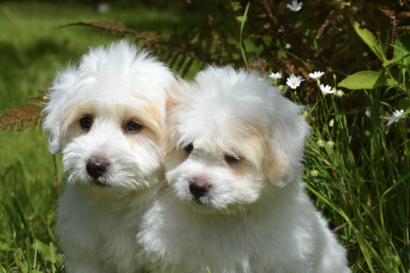 pedigree, puppies, coated, focus, mammal, vertebrate, dogs, domestic animal, animal themes, domestic, fur, young, plant, breed, close-up, pets, cute, adorable