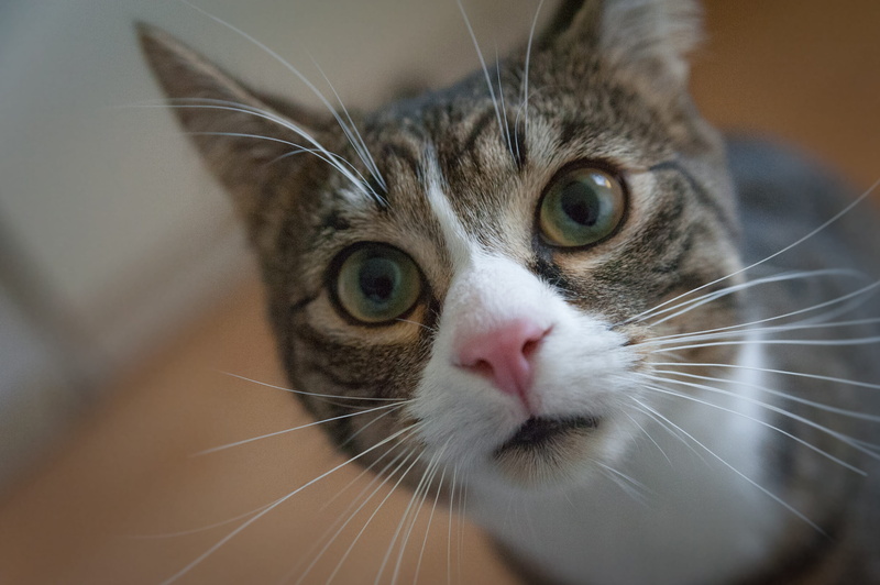 kitten, 2K, one animal, animal themes, kitty, looking, downy, focus, hair, mammal, animal body part, face, animal, curiosity, big eyes, domestic cat, little