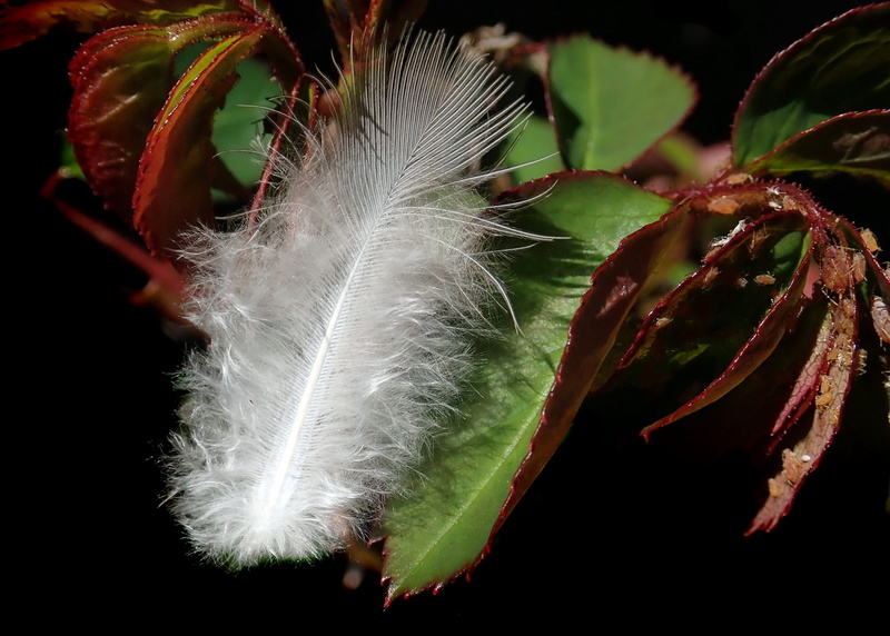 dandelion, black background, downy, plant part, dandelion seed, garden, beauty in nature, freshness, growth, feather, 2K, outdoors, nature, vulnerability