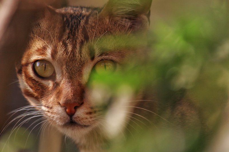 looking, brown, no people, animal eye, cat, animal body part, little, mammal, domestic cat, whisker, kitten, animal head, cat face, downy, photo, pets